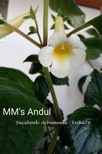 MM_s Andul