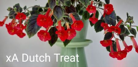 xA Dutch Treat
