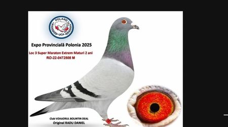 Mereu pe podium; La maraton
