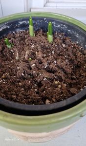 Ghiocei..; 16 decembrie 2026
