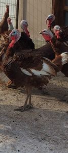 Screenshot_20260116_123230_Gallery