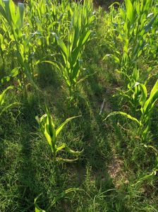 abb1d5d3-1bff-46db-a8bd-e84d4a4aae6c-1_all_1423