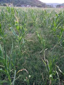 abb1d5d3-1bff-46db-a8bd-e84d4a4aae6c-1_all_1429