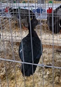 Rata leseasca salbatica