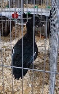 Alta rata leseasca salbatica