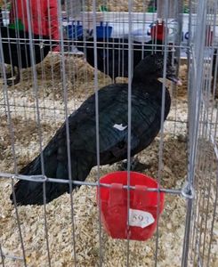 Ratoi lesesc salbatic