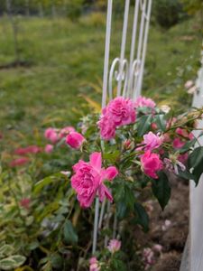 PXL_20251010_101636874