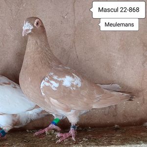 Mascul 22-868....-30 lei