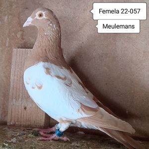 Femela 22-057....-30 lei