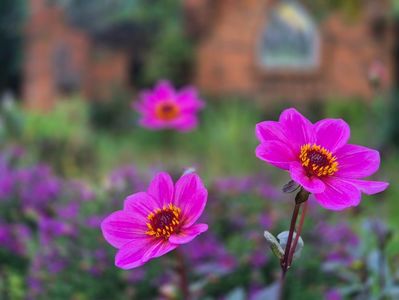 Dalia pitica Juliette