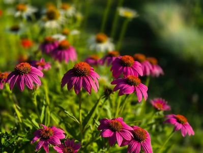 3e74720f-6ebb-4b62-aabc-9447f008e989-1_all_33511