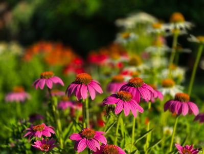 3e74720f-6ebb-4b62-aabc-9447f008e989-1_all_33510