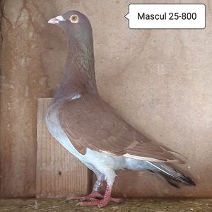 Mascul 25-800