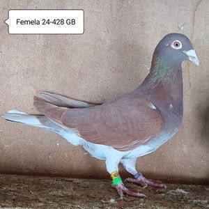 Femela 24-428 GB