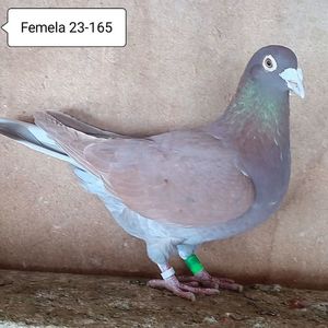Femela 23-165