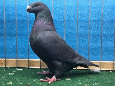 RO 2025 - 79 (BEST YOUNG COCK, IANUARIE 2026)