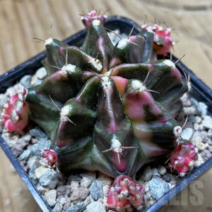 Gymnocalycium mihanovichii ‘Dark Tudzy