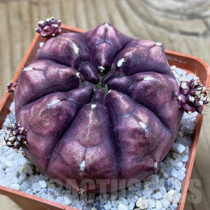 Gymnocalycium mihanovichii ‘Day Dream