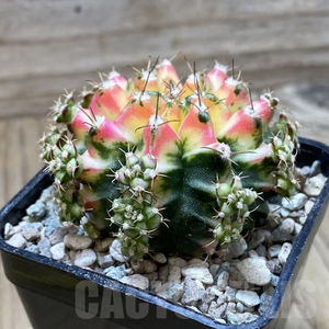 Gymnocalycium mihanovichii ‘Multicolor