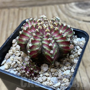 Gymnocalycium mihanovichii ‘T-Lux 2