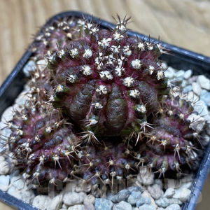 Gymnocalycium mihanovichii ‘T-Lux