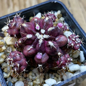 Gymnocalycium mihanovichii ‘T-Rex’