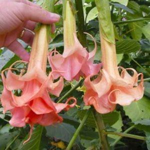 brugmansia salmon perfektion 30lei; 2buc
