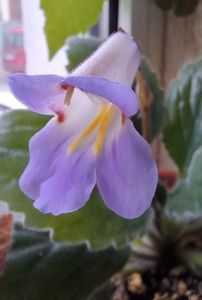 Streptocarpus