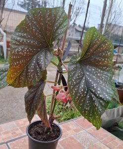 Plaman 40 lei