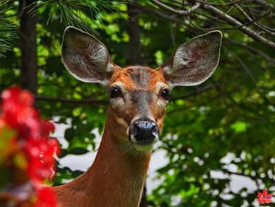 DEER 1 a