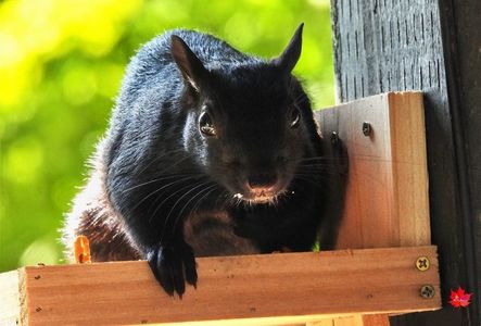 Black squirrel 2