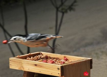 Nuthatch Birdie 11