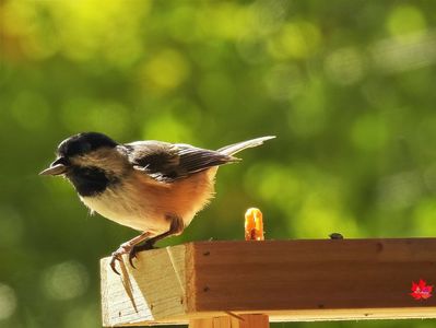 Chick a dee bird