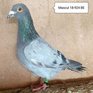 Mascul 18-924 BE