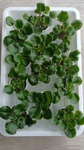 Pui disponibili- 25 lei buc