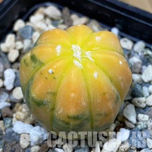 Astrophytum asterias f. variegata