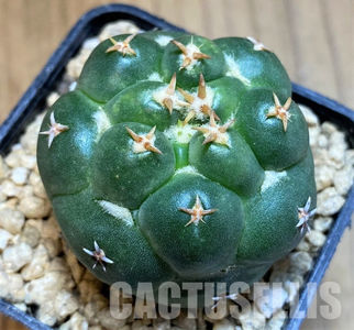 Coryphantha elephantidens Double Thorns