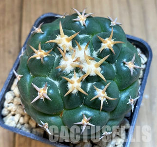 Coryphantha elephantidens Tanshi