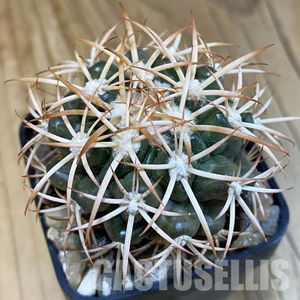 Discocactus petr-halfari MH725