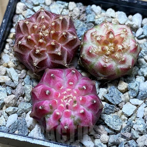 Gymnocalycium mihanovichii Neon