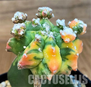 Astrophytum myriostigma Kikko f. variegata