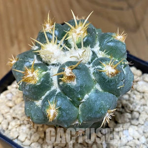Coryphantha bumamma f. monstrosa