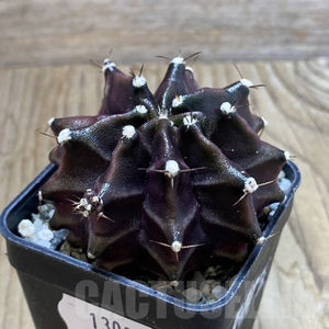 Gymnocalycium mihanovichii Black Widow