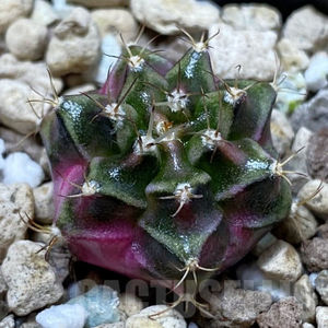 Gymnocalycium mihanovichii Bubble Gum
