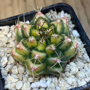 Gymnocalycium mihanovichii Flower Field