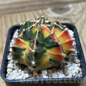 Gymnocalycium mihanovichii Gamora