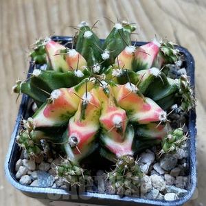Gymnocalycium mihanovichii multicolor
