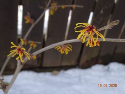 hamamelis Aphrodite