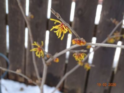 hamamelis Aphrodite