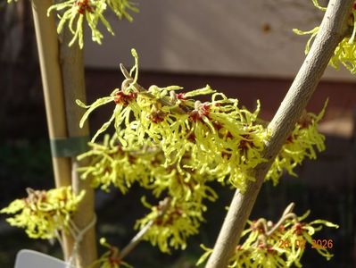 hamamelis Arnold Promise